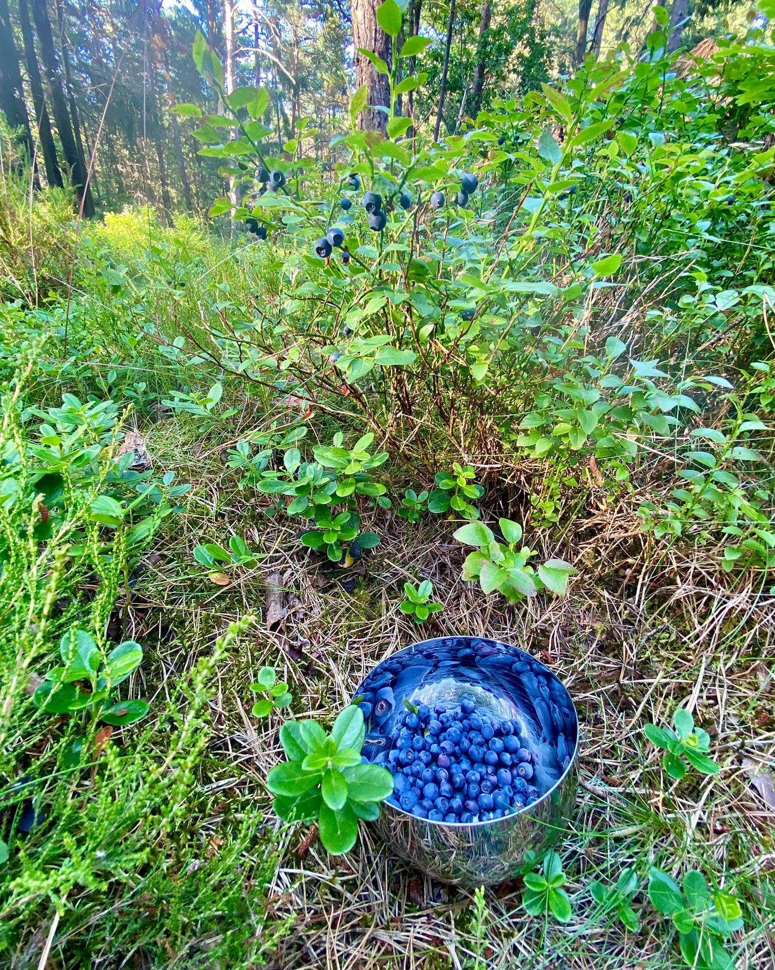 I forgrunden en metalskål med nyplukkede blåbær. I baggrunden ses blåbærbuske med blåbær på.