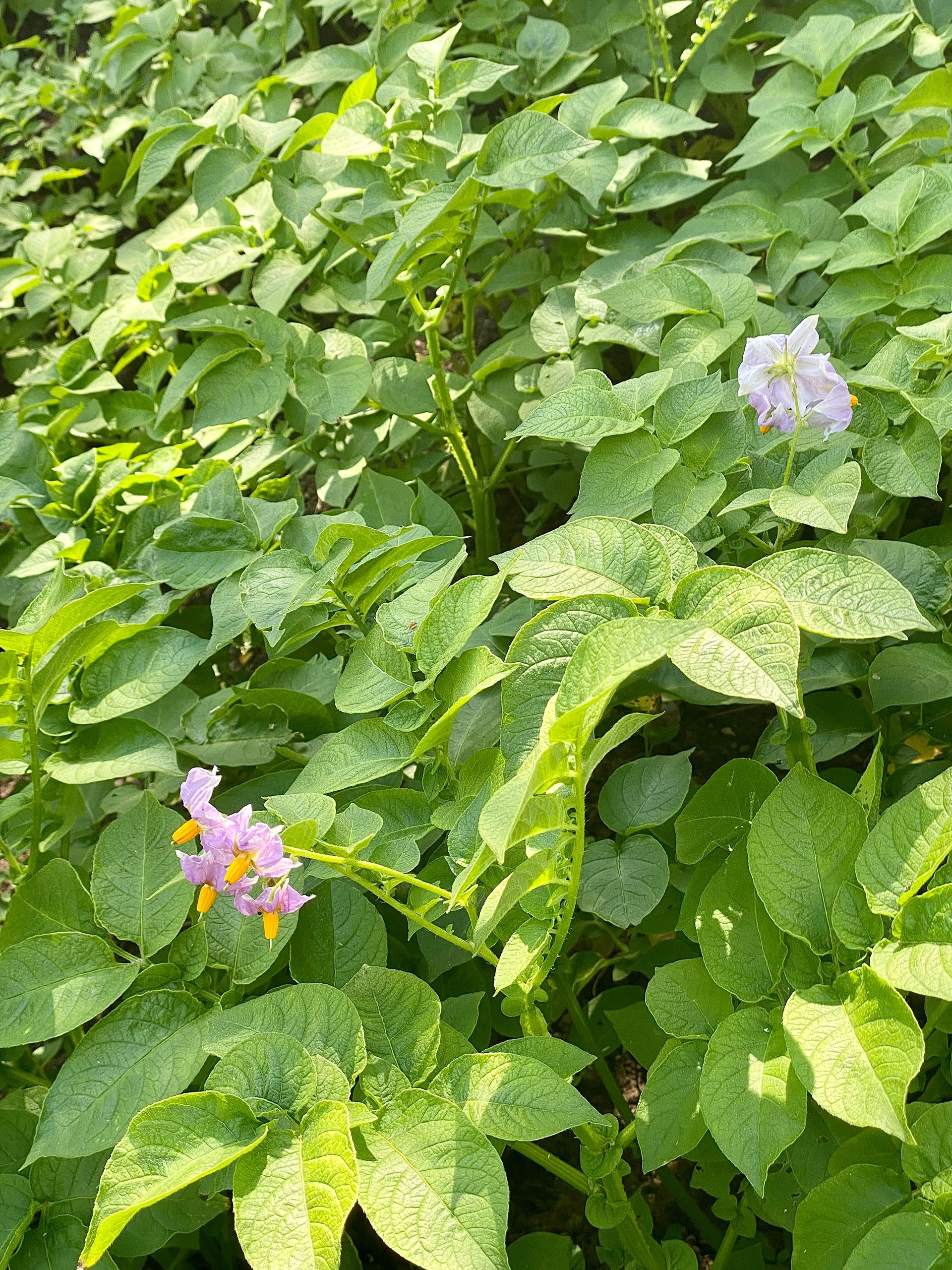 Blomster i kartoflerne. Her er det i aspargeskartoflerne