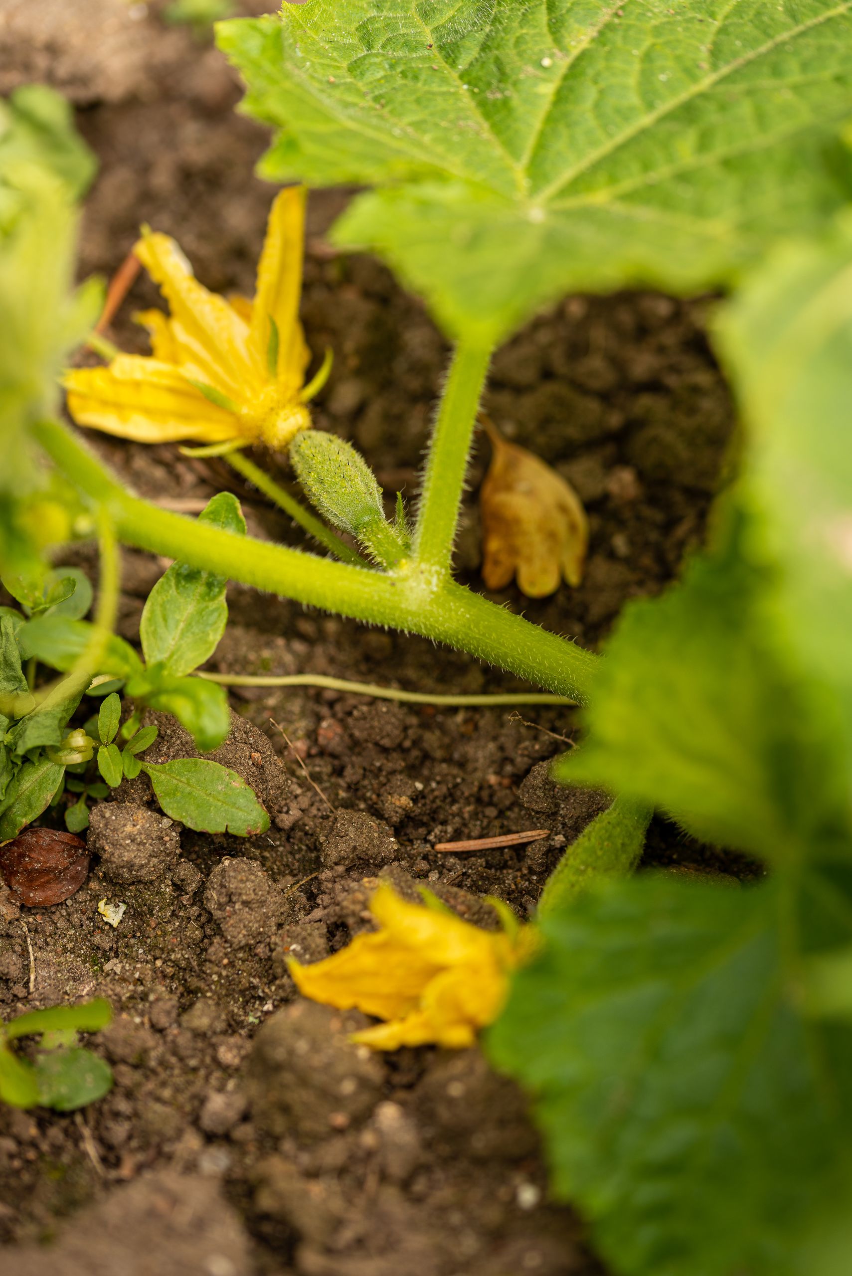 Nærbillede af en ranke på jorden med lille drueagurk med en gul blomst.