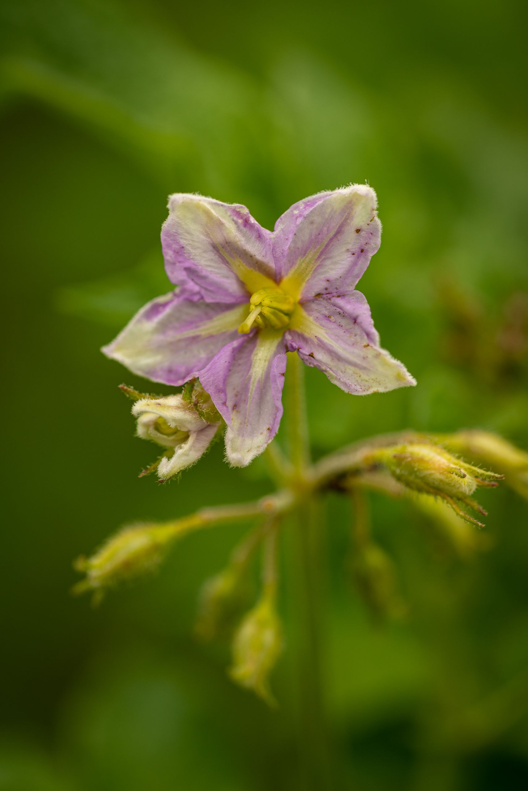 Nærbillede af en hvid og lyslilla kartoffelblomst.