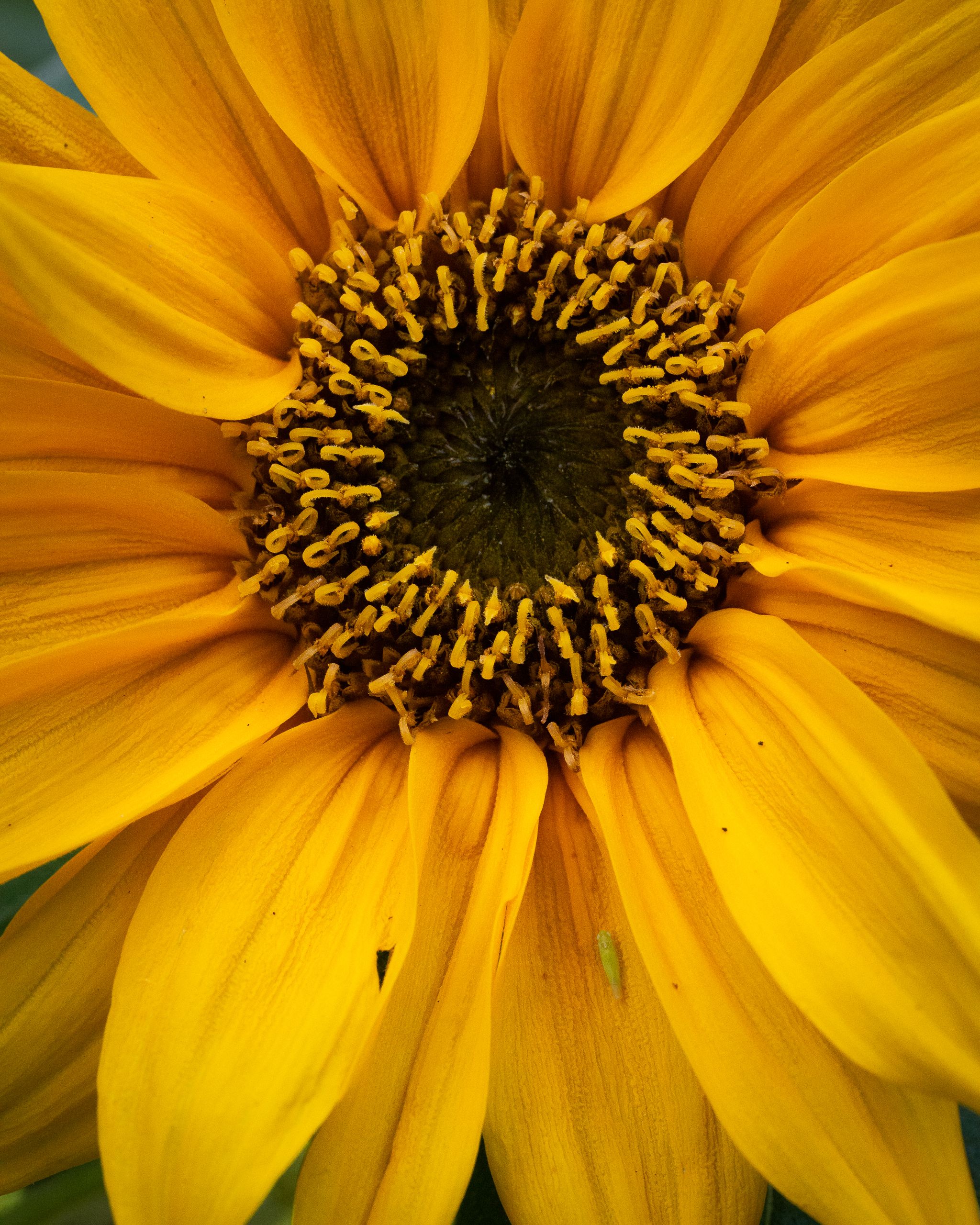 Solsikkeblomst fotograferet helt tæt på.