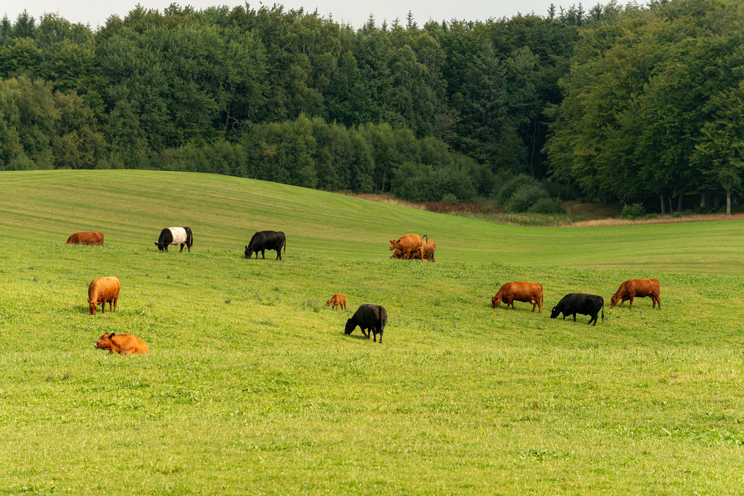 nis9052