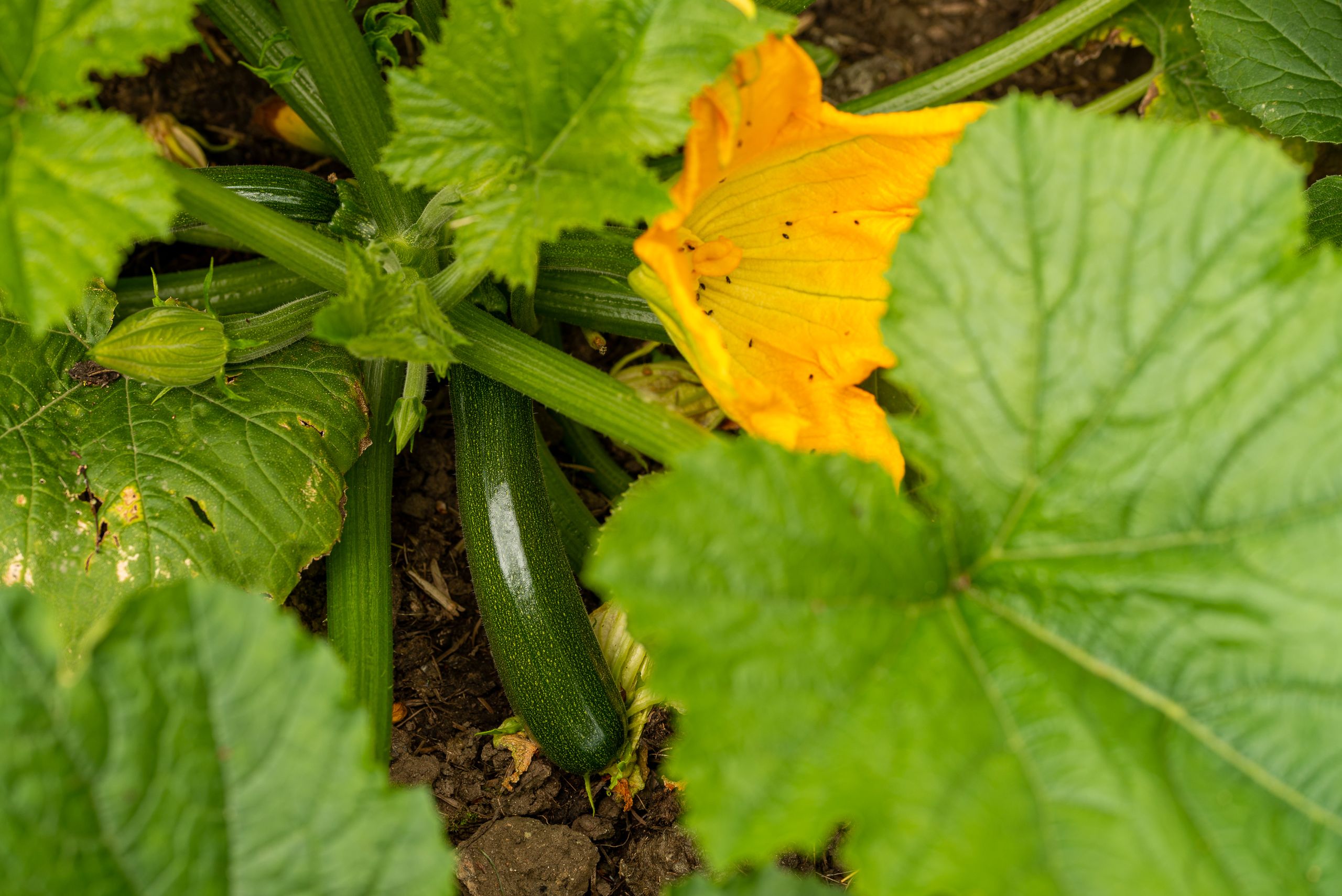 Nærbillede af en squashplante. Der ses små grønne squash, et stort blad fra planten og en gul squashblomst.