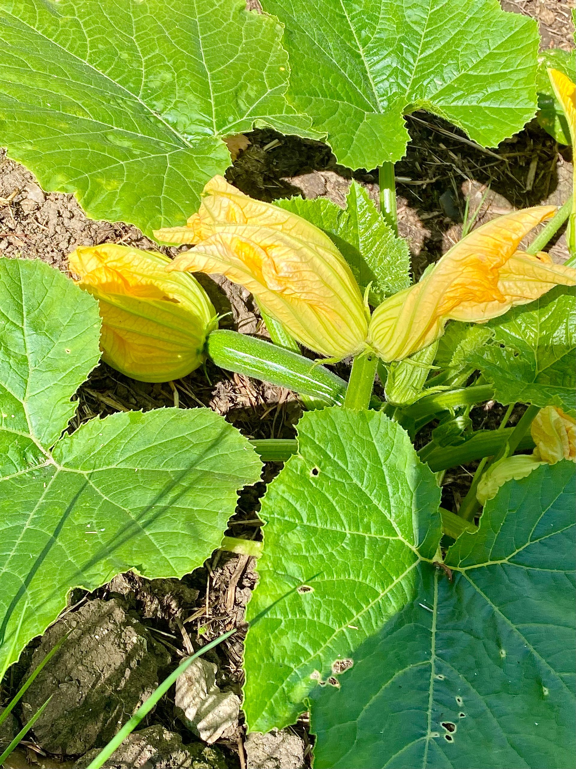 squash paa vej
