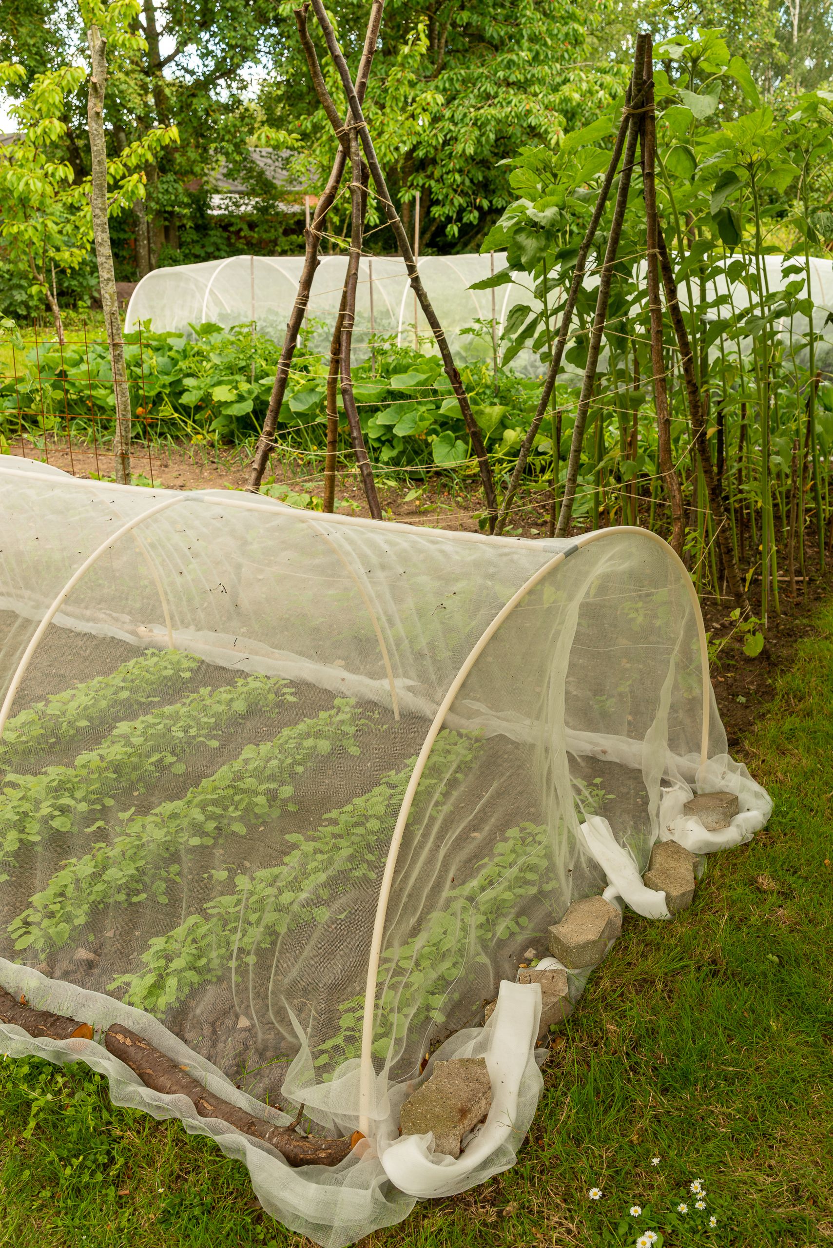 Kåltunnel med små kålplanter i forgrunden. Bagved ses meget af den resterende køkkenhave med 2 bønnetårne, solsikker, squashplanter og endnu en kåltunnel.